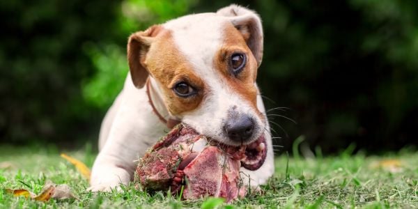 jack russell chewing on raw bones in the backyard