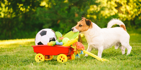 jack russell terrier enjoying enrichment wagon full of toys