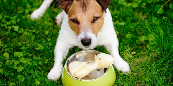 jack russell terrier guarding bone in food bowl