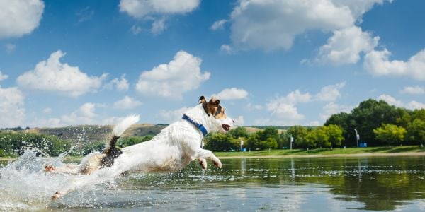 jack russell terrier jumping into a lake