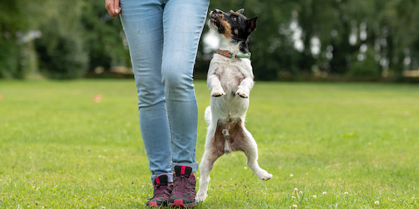 jack russell terrier jumping up next to owner