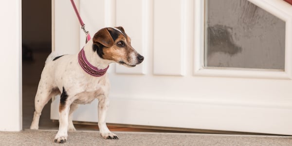 jack russell terrier on leash to prevent dashing out the door