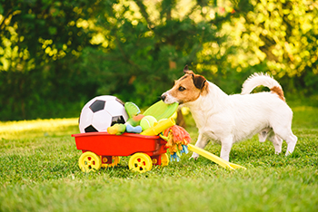 diy dog enrichment toys