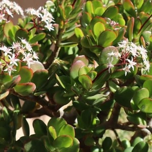 jade plant toxic to dogs