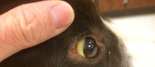 dog with jaundice yellow eyes