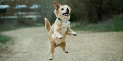 jumping teenage dog 600 canva