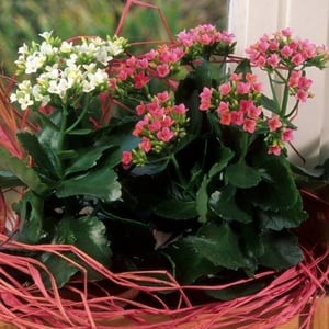 kalanchoe plant that is toxic to pets