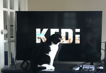 kedi