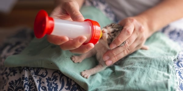 kitten being bottle fed