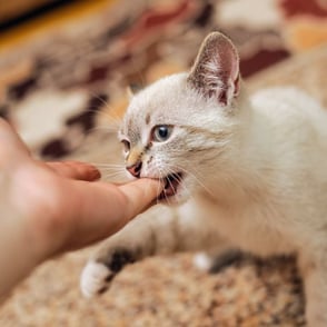 kitten biting a persons finger