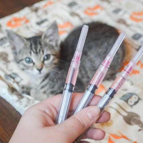 kitten getting core vaccine shots