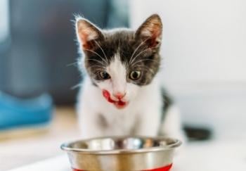 kitten licking lips while looking into food bowl