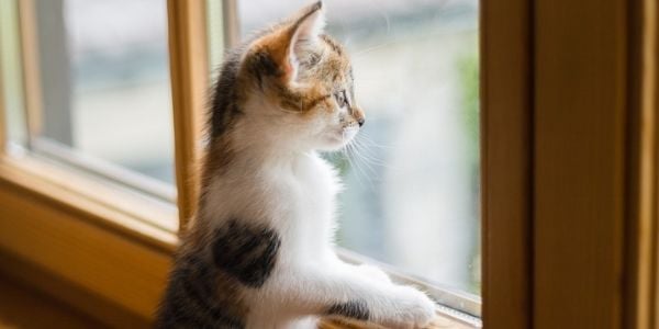kitten looking at the window standing on sill