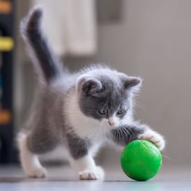 kitten playing with a green ball-canva600x600