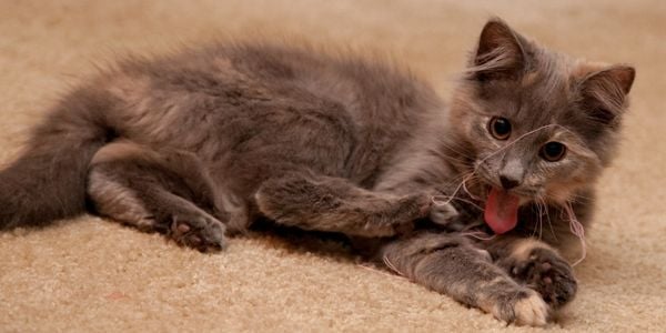 kitten playing with a piece of thread