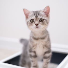 kitten sitting in a litter box