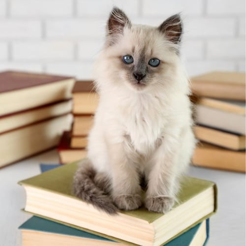 kitten with blue eyes sitting on a stack of books