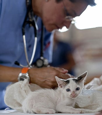 Kitten Shots — What Vaccines Your New Cat Needs and When