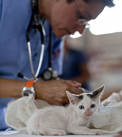 kitten getting a vaccine by a veterinarian
