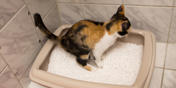 How to Set Up Your Cat's Litter Boxes to Prevent Potty Accidents