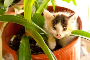 Kitten plant