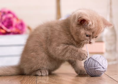 kitten playing with yarn