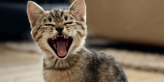 kitten-yawn-closeup