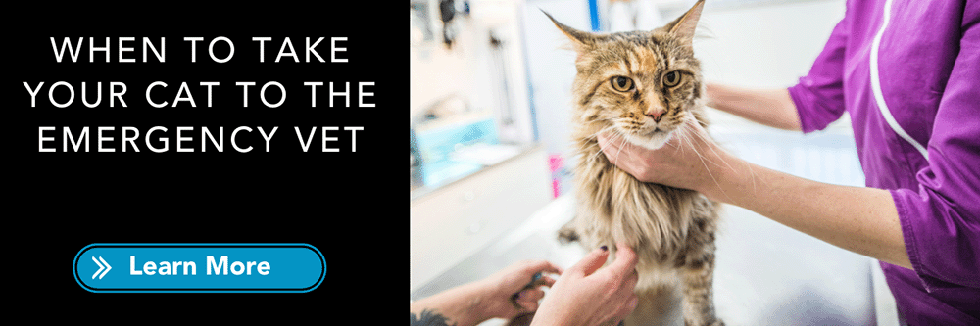 know when to take your cat to the emergency vet