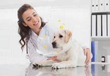 lab puppy wearing cone next to veterinarian