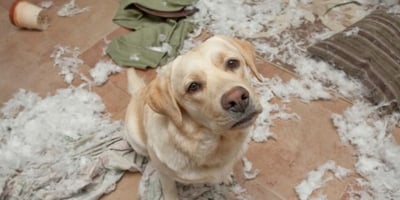 lab sitting by chewed up pillow