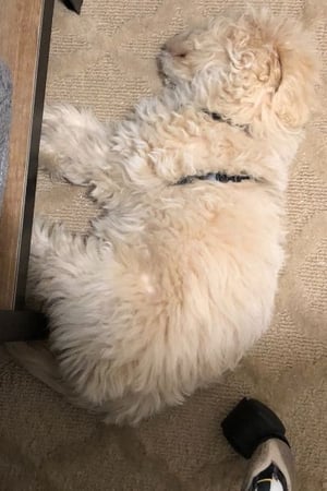 labradoodle mary berry lying next to desk