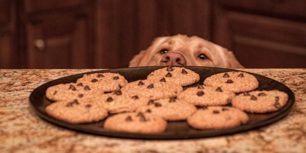 labrador staring at cookies on the counter