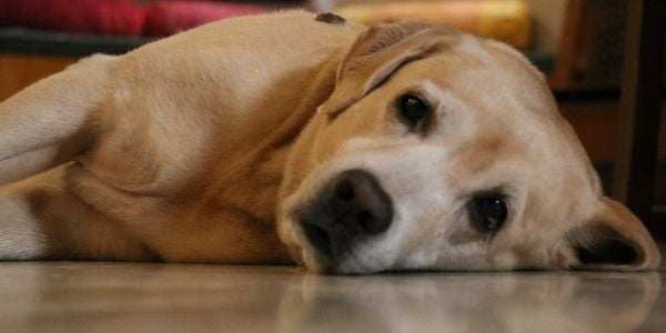 labrador with food bloat lying down