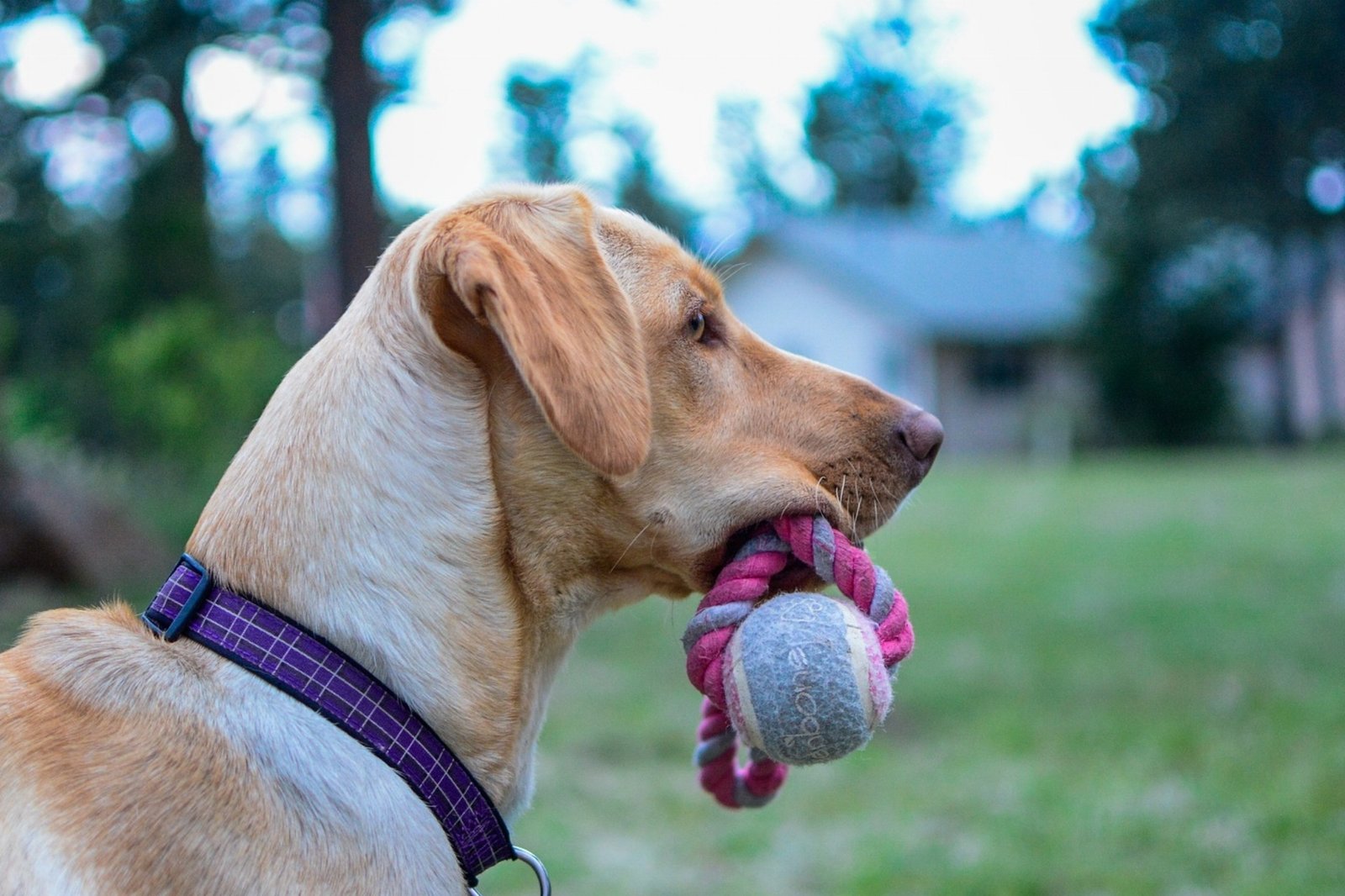Teaching Your Dog to Play Fetch (and Return)