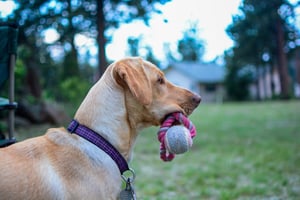 Yellow Lab holding a rope fetch toy in their mouth