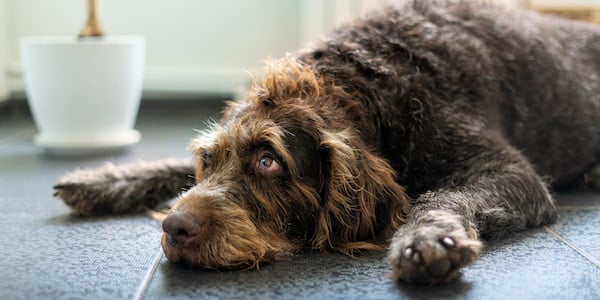 large brown scruffy dog laying on tile floor