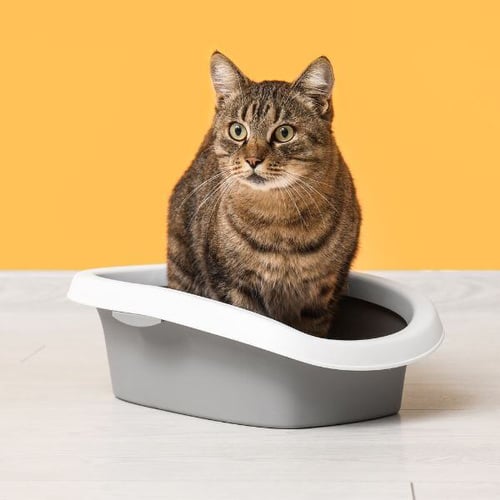large cat sitting in a very small litter box