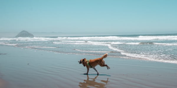 large dog running on beach in sun