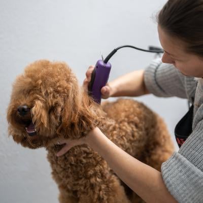 large doodle getting groomed 400 canva