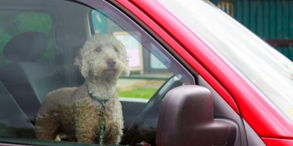 large doodle inside car with cracked windows