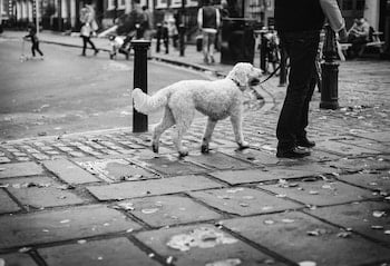 large doodle walking nicely next to owner on city street