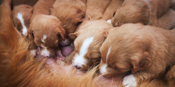 large litter of puppies nursing on their mother