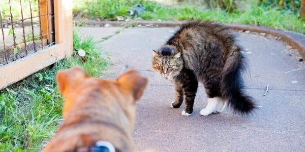 large tabby cat arched and staring down approaching dog