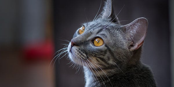 learn about what your foster cat likes