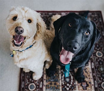 leaving-dogs-alone-but-together copy