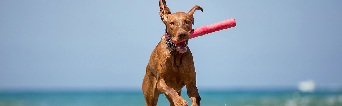 when can a puppy learn to fetch