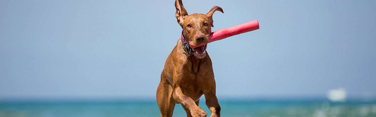 dog play fetch resources
