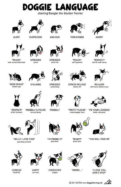 dog body language infographic from the awesome Lili Chin