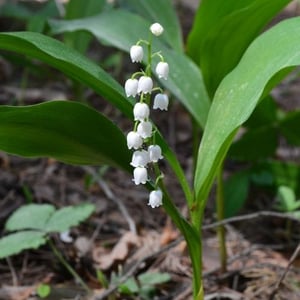 lily of the valley toxicity to pets