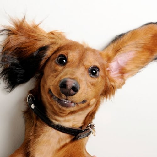 long coated dachshund with one ear up and one down-canva